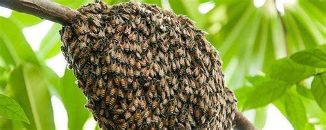 有蜜蜂的窝效率荒野甜的高清图片下载-正版图片307747202-摄图网