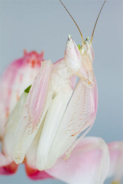 雨林精灵：版纳植物园内的动物----中国科学院