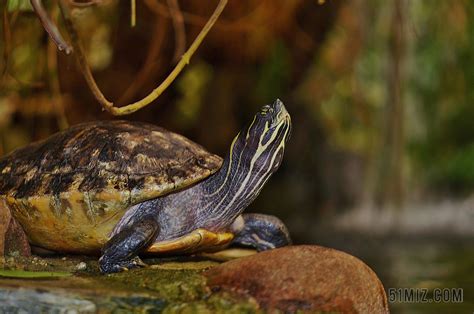动物爬行动物两栖乌龟野外自然水边慢慢仰头脖子背景图片免费下载 - 觅知网