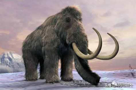猛犸象什么时候灭绝的(你知道大象的起源和进化吗？猛犸象公元前2000年才灭绝) | 说明书网