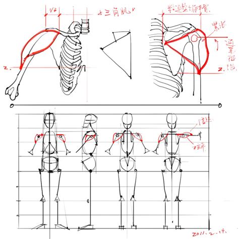 人体骨骼专业详细图解03-普画网