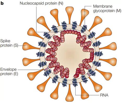 新型冠状病毒（SARS-Cov-2）的增殖过程是怎样的？能讲的既准确又简单吗？ - 知乎