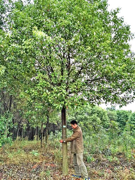 香樟树的生长习性及栽种养护方法-种植技术-中国花木网