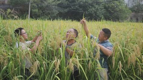 2米“巨型稻”在榕江试种成功 亩产800公斤
