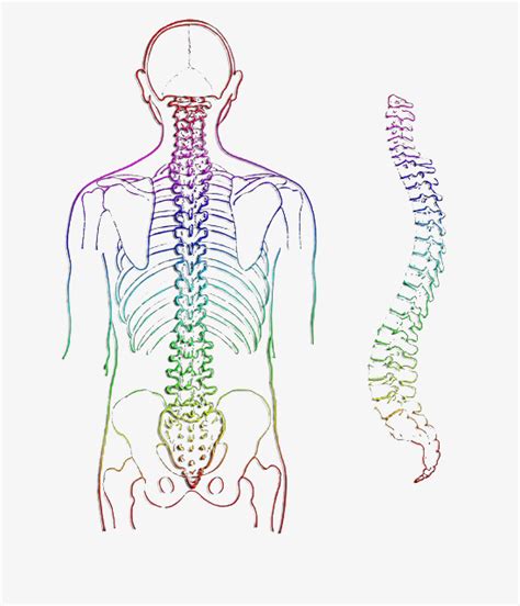 人体背部脊椎骨图片免费下载_红动网