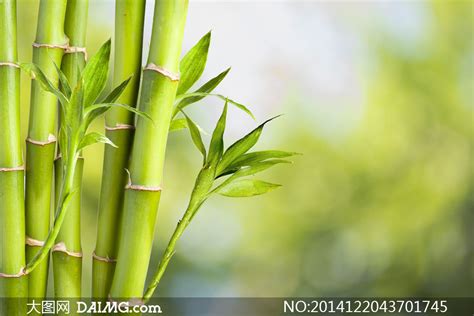 绿色竹子光效背景图背景图片素材免费下载_熊猫办公