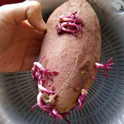 红薯发芽了怎么种,红薯发芽了怎么拿去种,红薯发芽了怎么种土里_大山谷图库