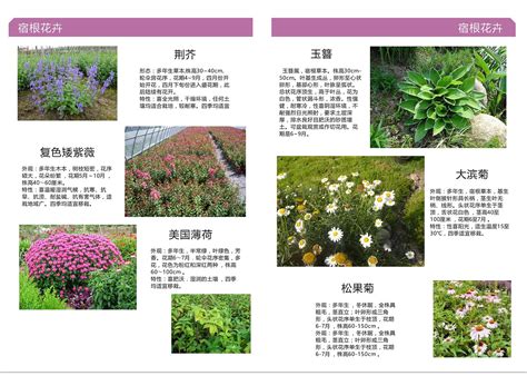 植物手册-屋顶花园植物种类手册以及介绍_xzj829475-站酷ZCOOL