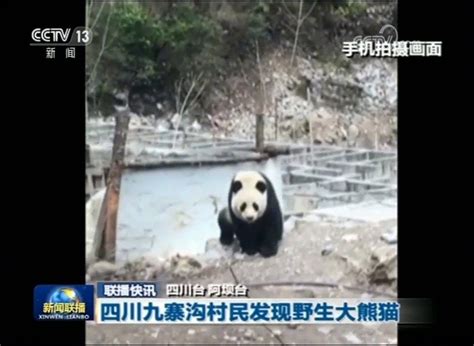 宣汉县渡口一村民发现国家一级保护动物“飞虎” - 达州日报网