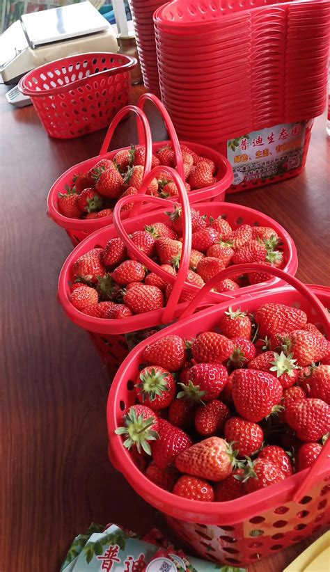 草莓采摘的注意事项是什么 -重庆普迪农业发展有限公司