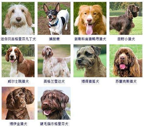 犬类智商排名 狗的品种大全及名字_宠物百科 - 养宠客