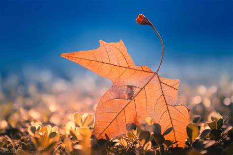 描写秋收季节的句子的简单介绍