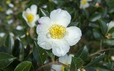 茶树花图片