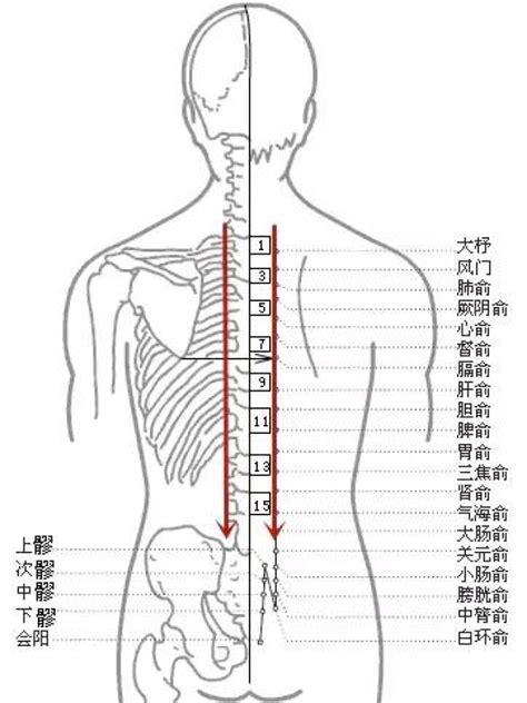 大椎位置图图片