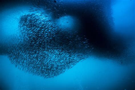 沙丁鱼是深海鱼吗？附常见深海鱼 - 农敢网