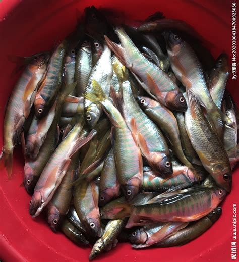 罕见！国家濒危二级保护鱼类北方铜鱼现身东阿_山东频道_凤凰网