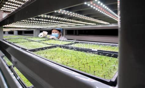 福建永春：建设智能植物工厂助力绿色发展-人民图片网