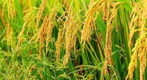 制造一颗克隆种子，破解杂交水稻留种难题 | 王克剑__财经头条