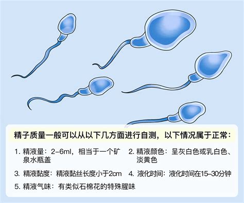 一、精子的生发与成熟-男科学-医学