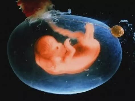 胎儿发育到分娩全过程：怀孕4周至40周过程图解