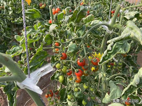 西红柿的栽培种植技术，西红柿栽培的过程及栽培技术|admin_人人点