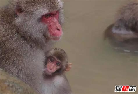 世界上最丑的猴子，满脸通红没有头发，如今已濒临灭绝！