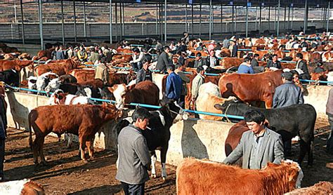 贵州三都黄牛交易市场 贵州三都黄牛交易市场-食品商务网