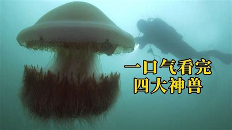 巨型水母泛滥成灾却杀不得，越杀越多愁坏渔民，四大神兽纪录片