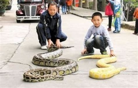蛇年吃点儿特别的 越南眼镜蛇主题餐厅_旅游频道_凤凰网