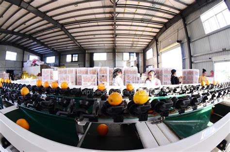 江西会昌：脐橙产业成“甜蜜事业”-人民图片网