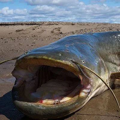 世界十大最凶猛淡水鱼排名-亚马逊鲇鱼上榜(战斗力非同一般)-排行榜123网