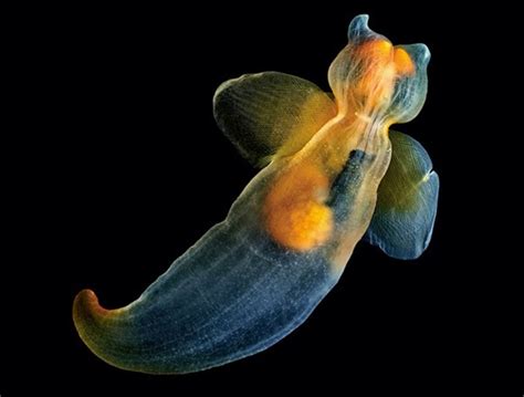 无法想象这些动物在地球上 精致细腻的海底生物摄影作品╭★肉丁网