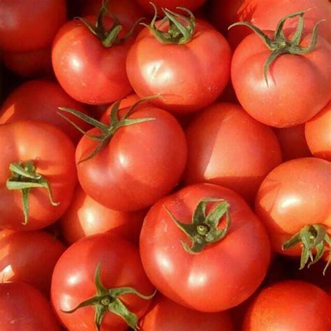 西红柿品种大全介绍 - 农敢网