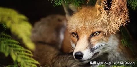 狐狸的古风名字,20最火网名带狐狸,高雅_大山谷图库