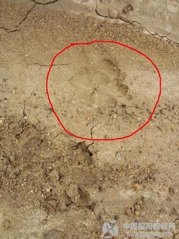 贵州台江：惊现大型动物脚印，疑为豹猫类大型猫科动物