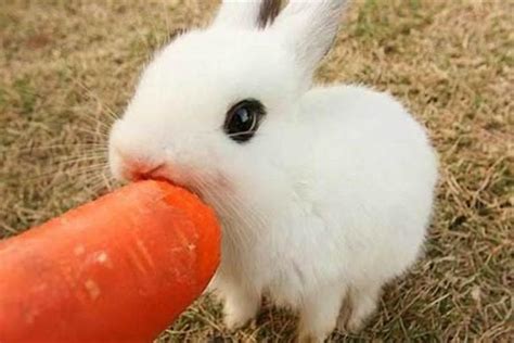兔子不能和什么同时吃？兔子能吃什么食物和不能吃什么食物_生肖_若朴堂文化
