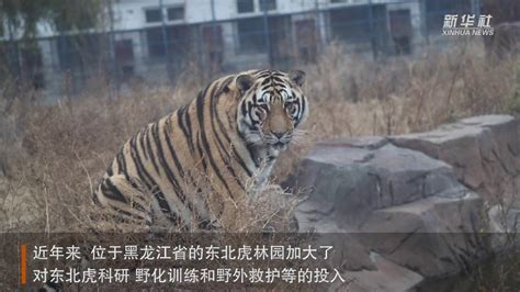 “放虎归山”：东北虎种群保护在行动——上海热线新闻频道