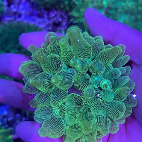 海葵奶嘴气泡葵绿奶嘴鑫海洋水产活体珊瑚海缸海洋生物地毯-淘宝网