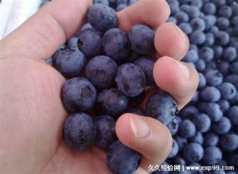 蓝莓一天吃多少为宜，最多20颗(吃多了可能会导致嗜睡/消化不良) — 久久经验网