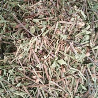 通经草图片