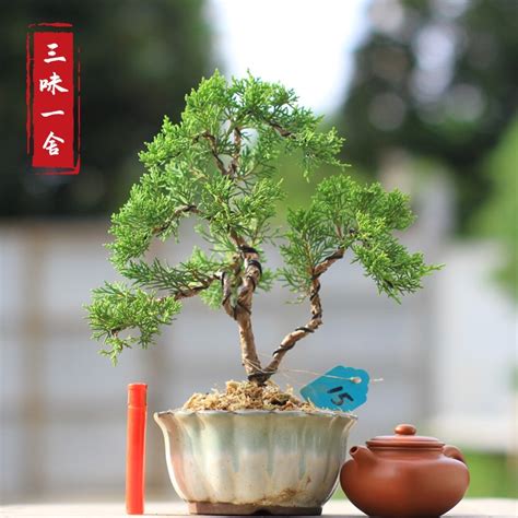 中国十大名贵盆景树种排名，柏类盆景排在第一_巴拉排行榜