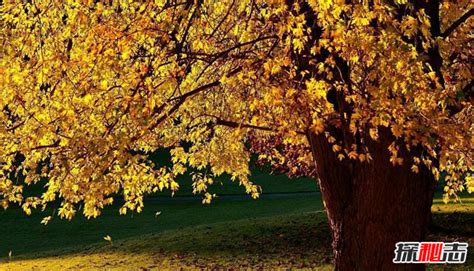 秋天的特点是什么,秋天有哪五个特点,秋天有哪些季节特点_大山谷图库