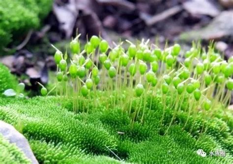 6种常见的永生苔藓-景观知识-陕西源景园林有限公司|西安植物墙制作