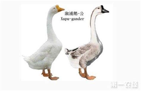 鹅和的区别,灰鹅跟马岗鹅是一样吗,鸭子和鹅的区别_大山谷图库