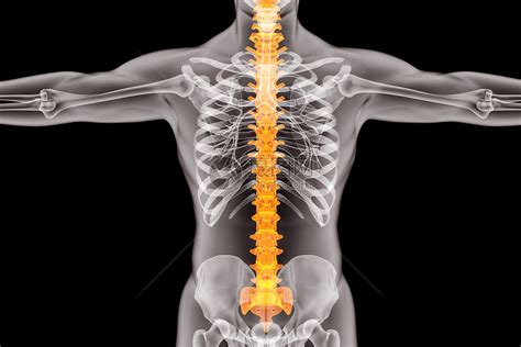 人体器官脊椎图片素材-正版创意图片401476005-摄图网