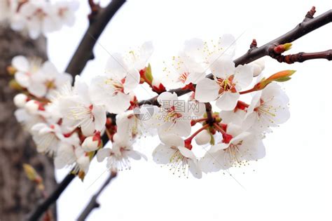 杏花图图片
