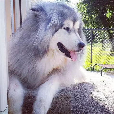 三种莱卡犬中最大的是东西伯利亚莱卡犬_[标签:标题1]
