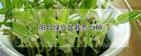 阳台绿豆盆栽怎么种-农百科