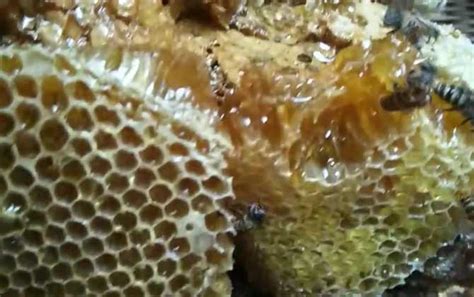 意蜂蜜和土蜂蜜的6大特点比较，以后不再犯迷糊！ - 知乎