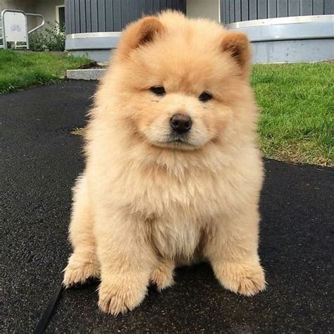 55+ Chow Chow Puppy Breeder Image - Bleumoonproductions